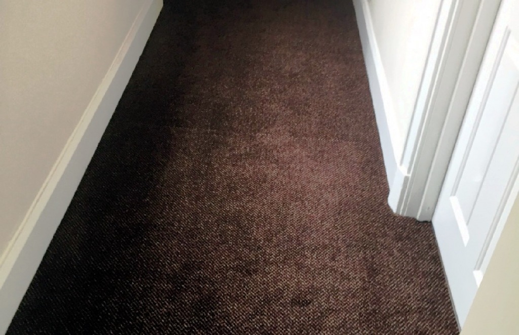 Carpet-40